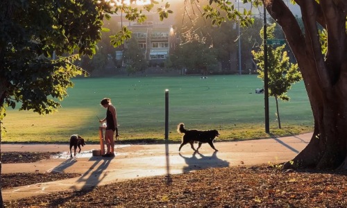 Pet Friendly Areas Cover Image