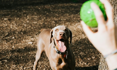 Shopping Cover Image